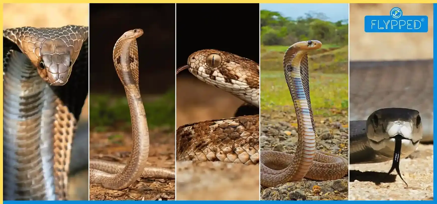 Beware of These Venomous Snakes In India