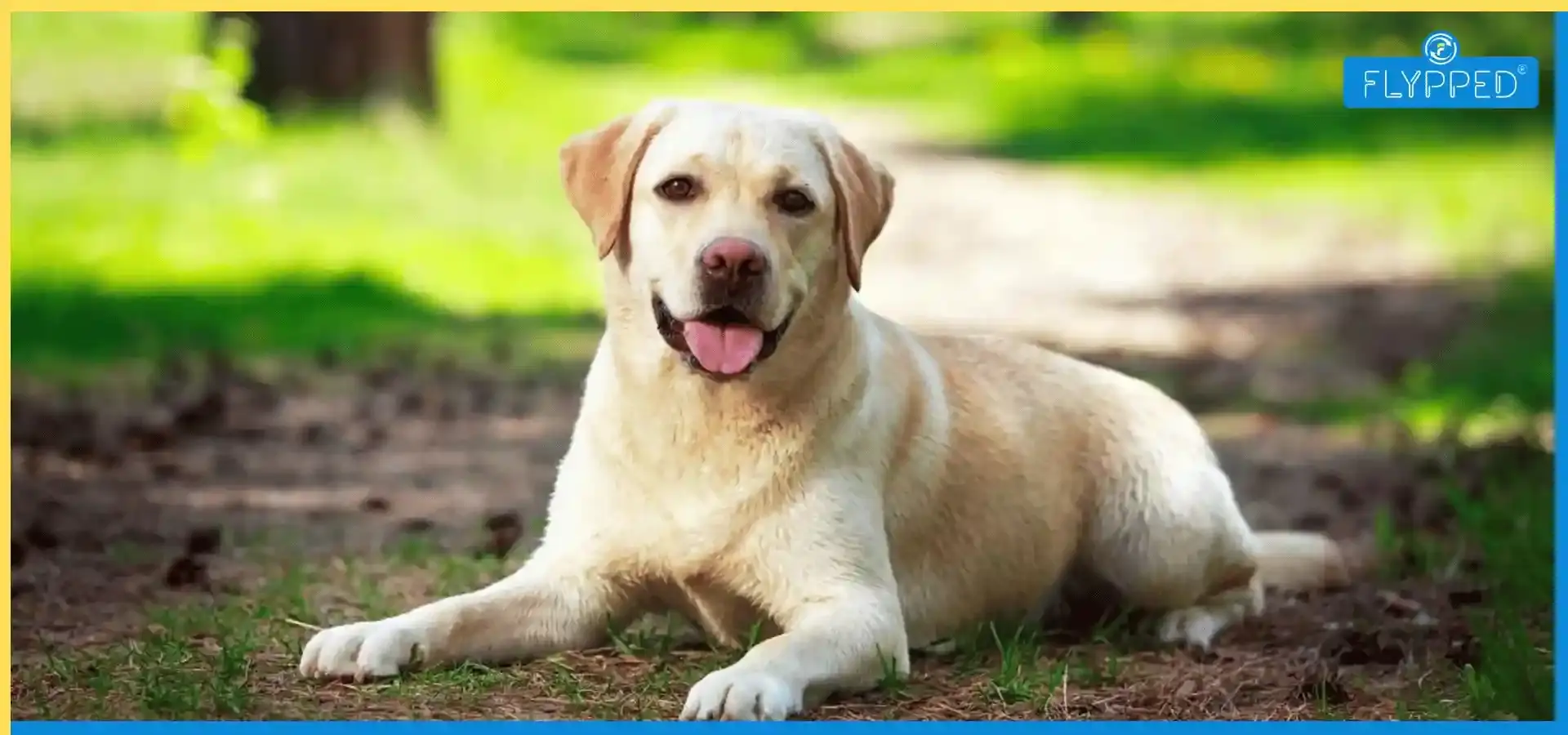 Labrador Retriever