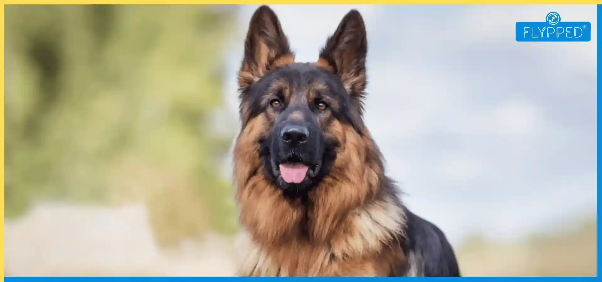 German Shepherd