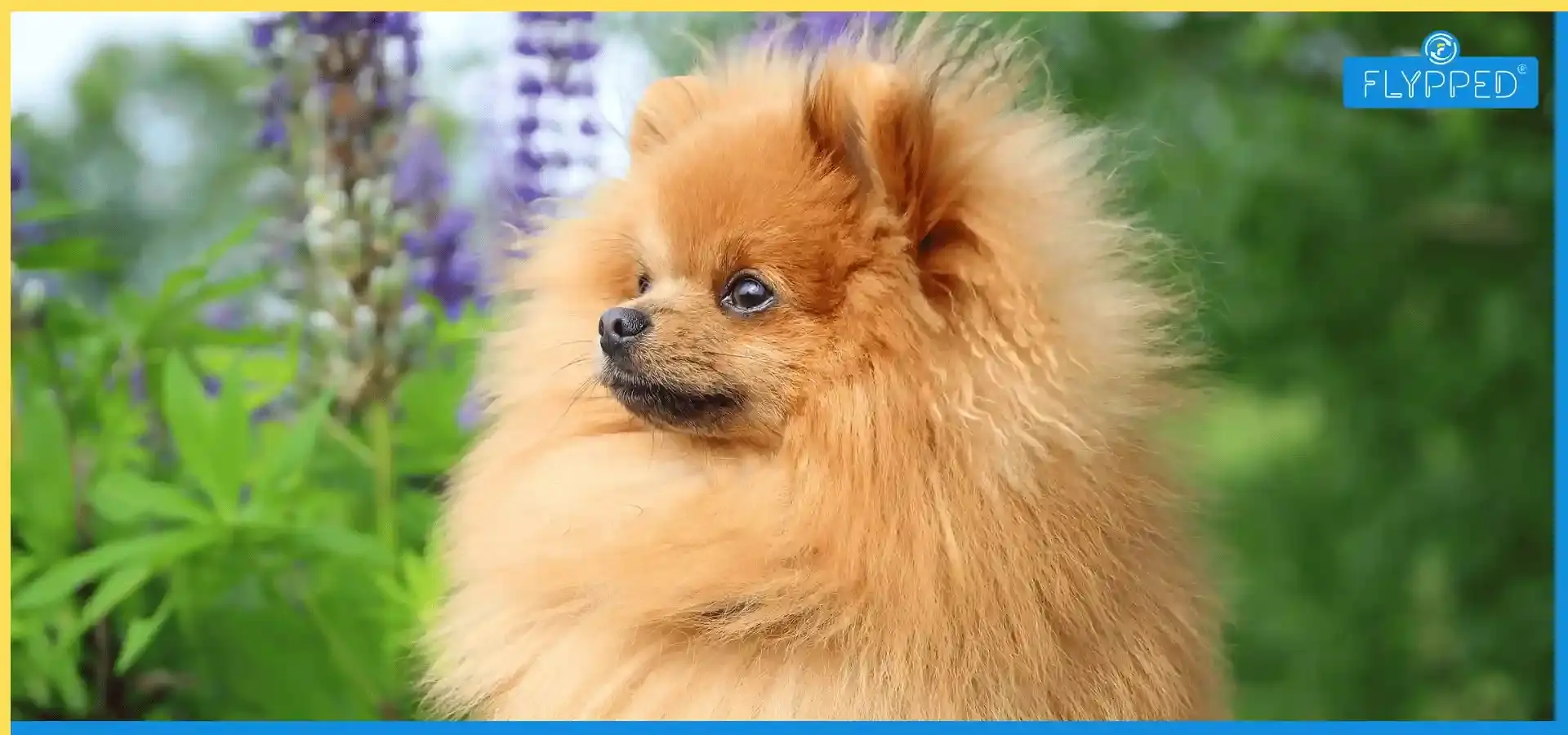 Pomeranian