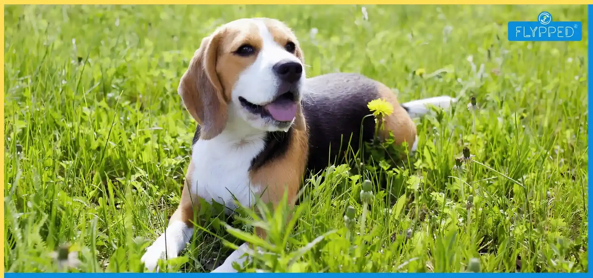 Beagle