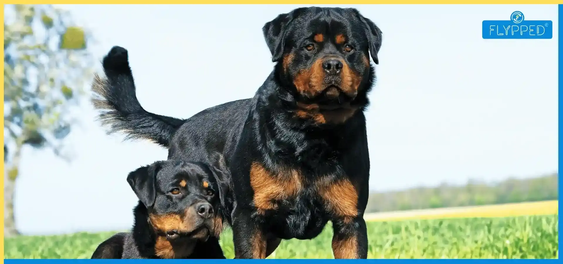 Rottweiler
