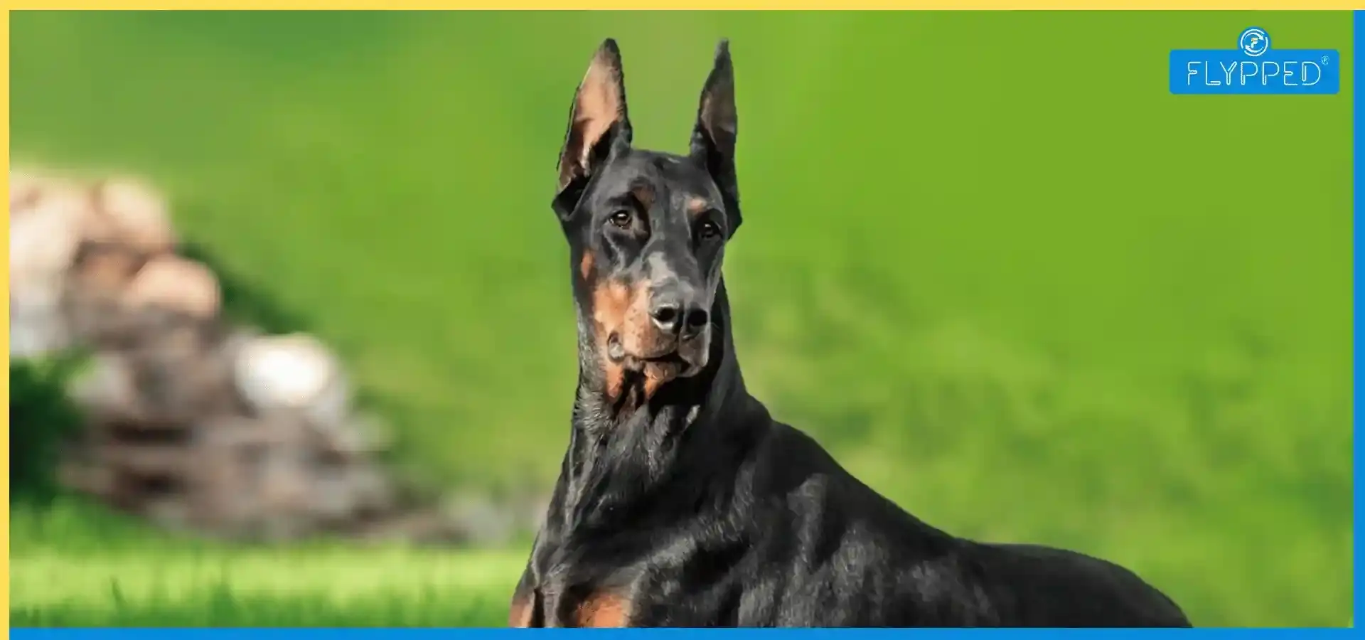 Doberman