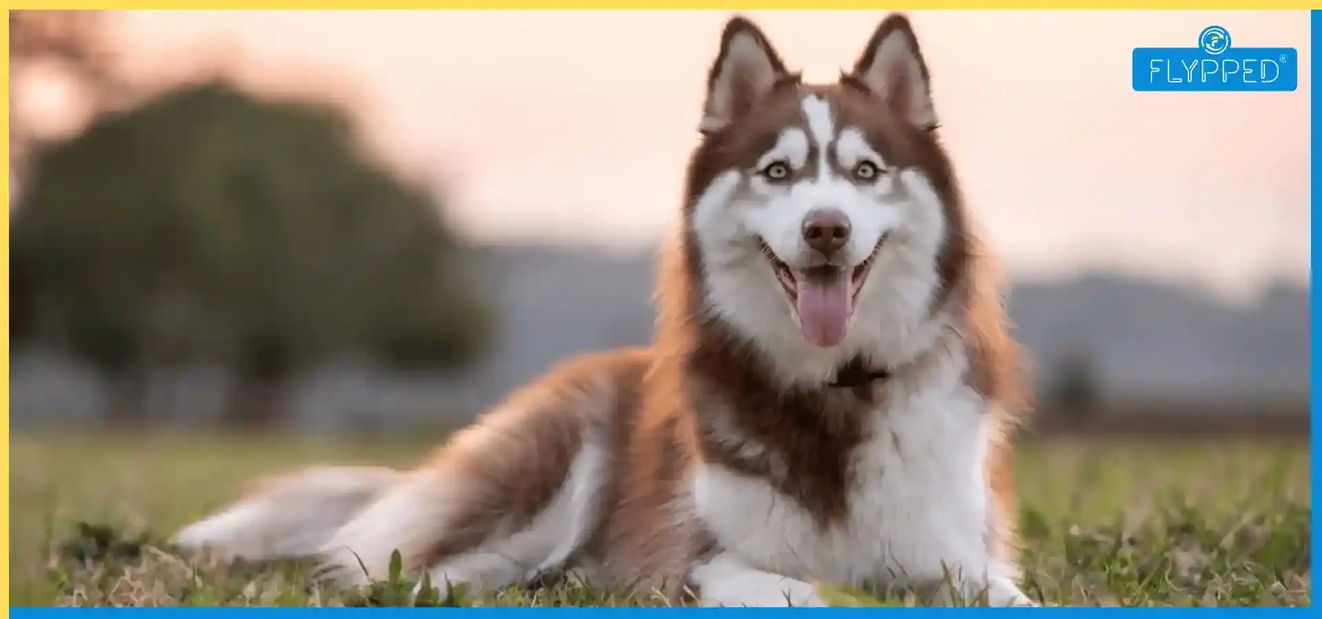 Siberian Husky