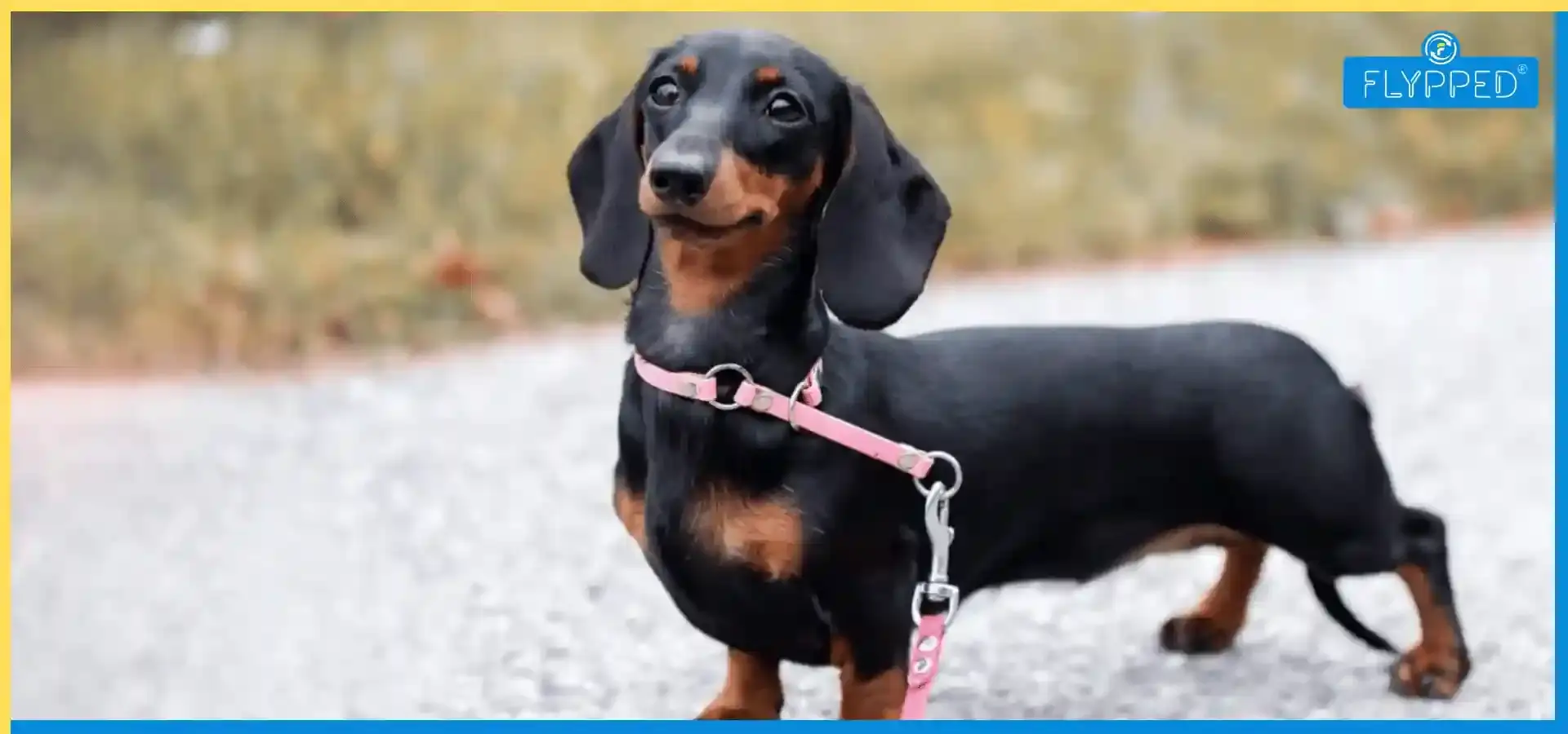 Dachshund