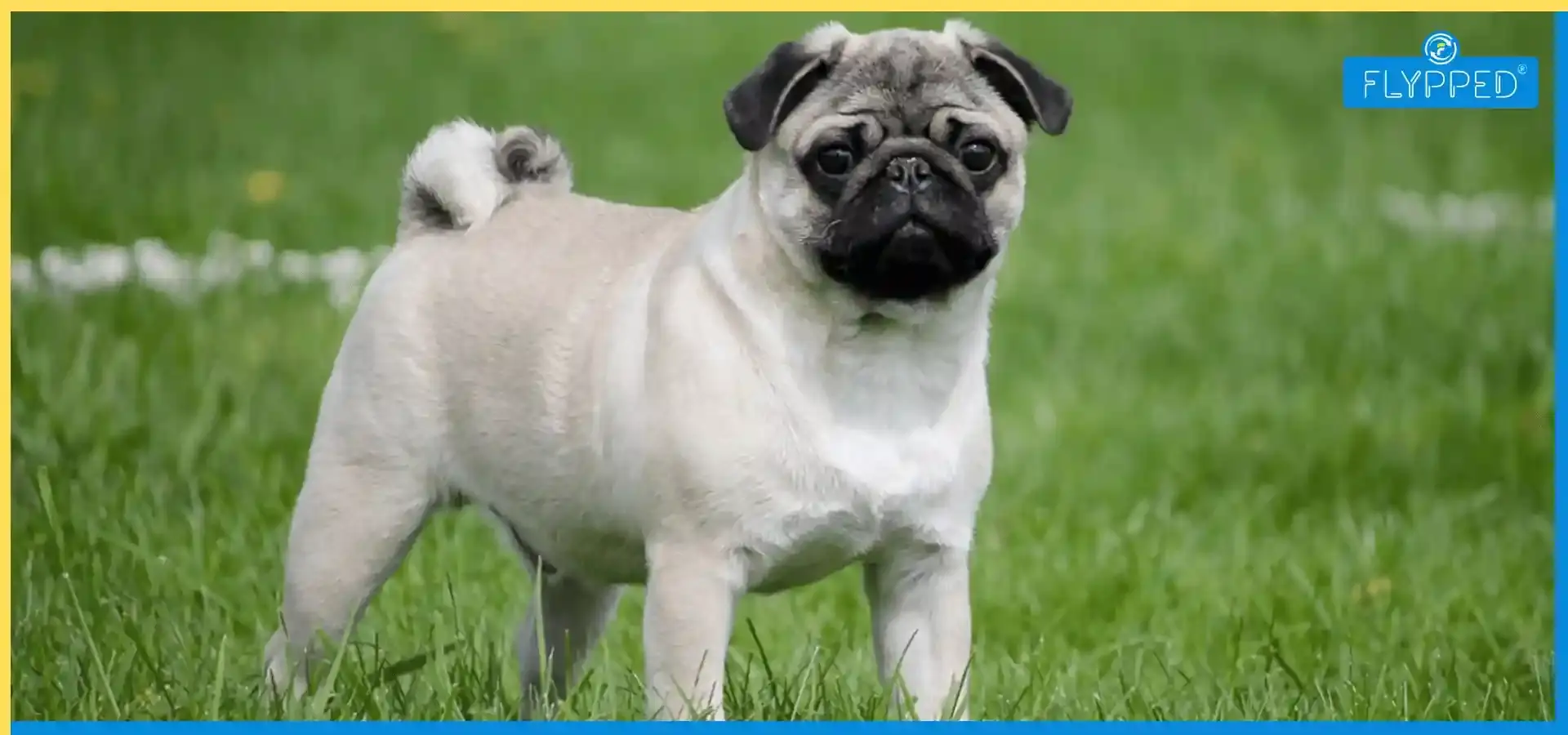 Pug