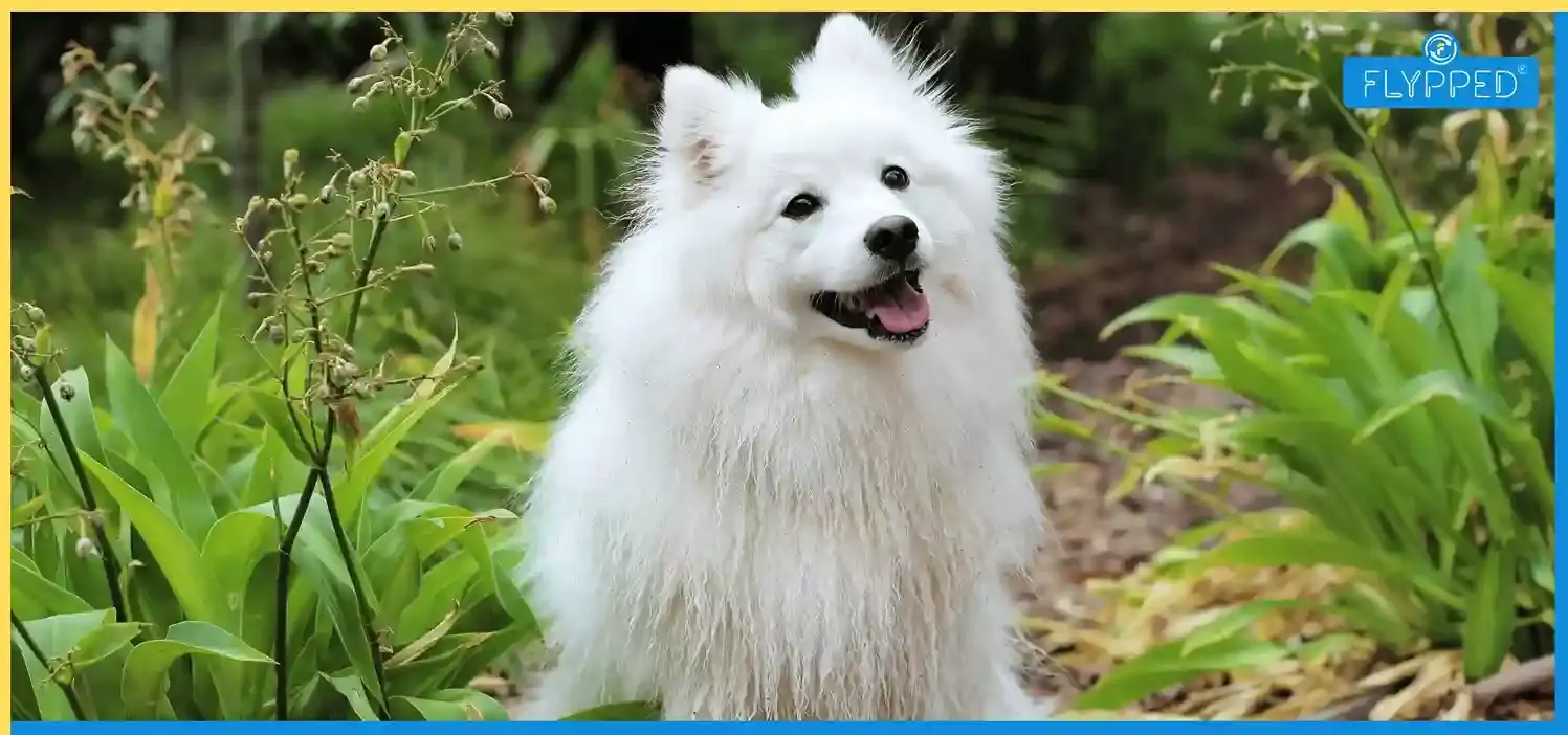 Indian Spitz