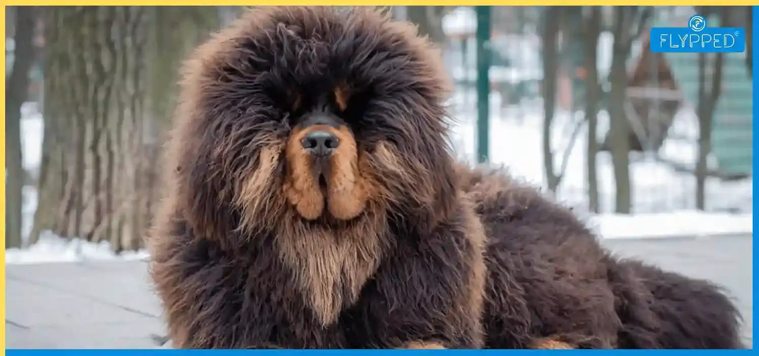 Tibetan Mastiff