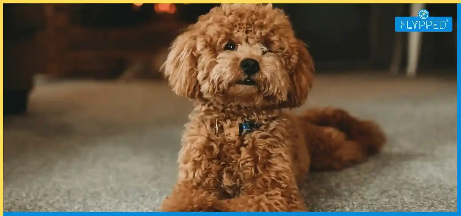 Poodle