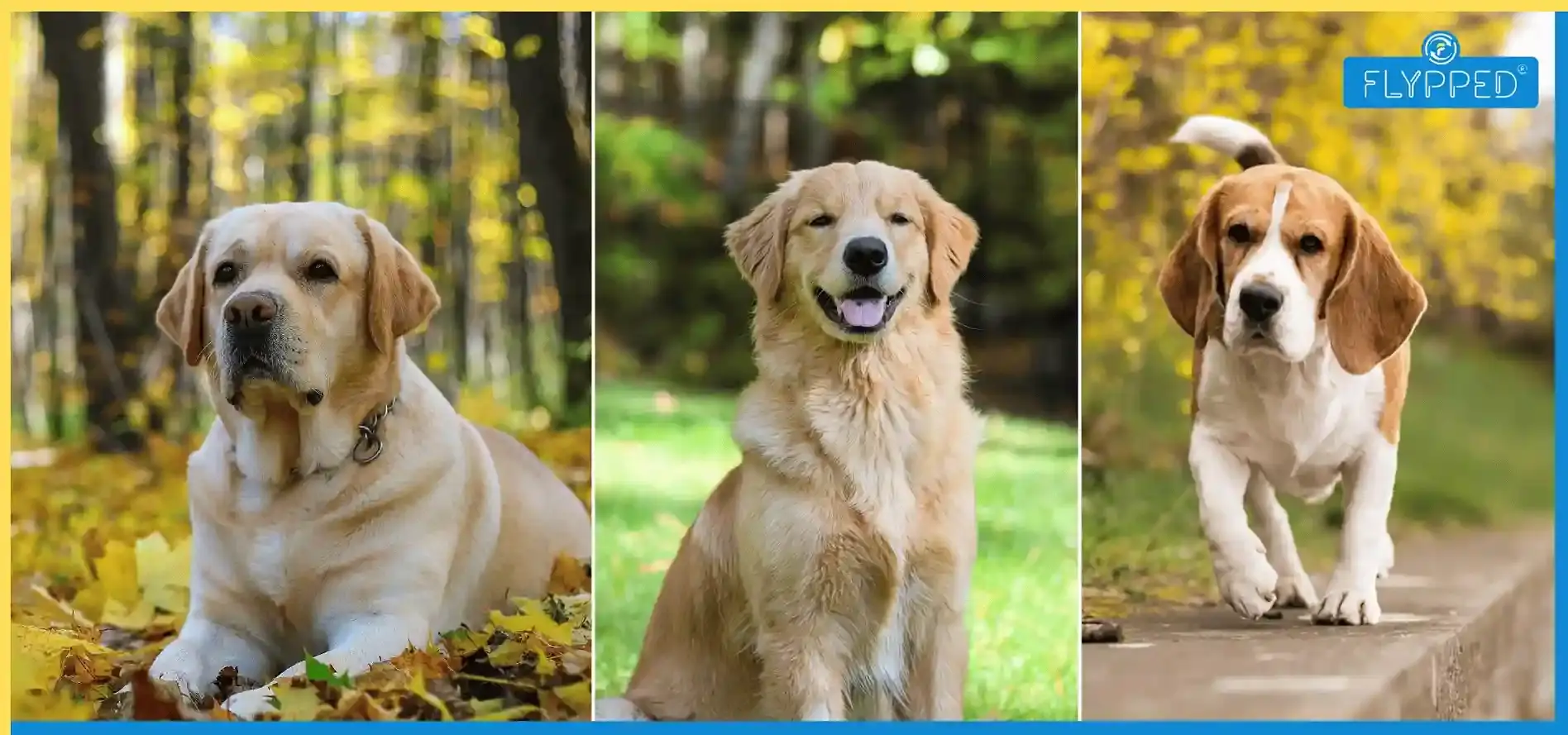 Best Dog Breeds in India Complete Guide for Indian Homes and Climate